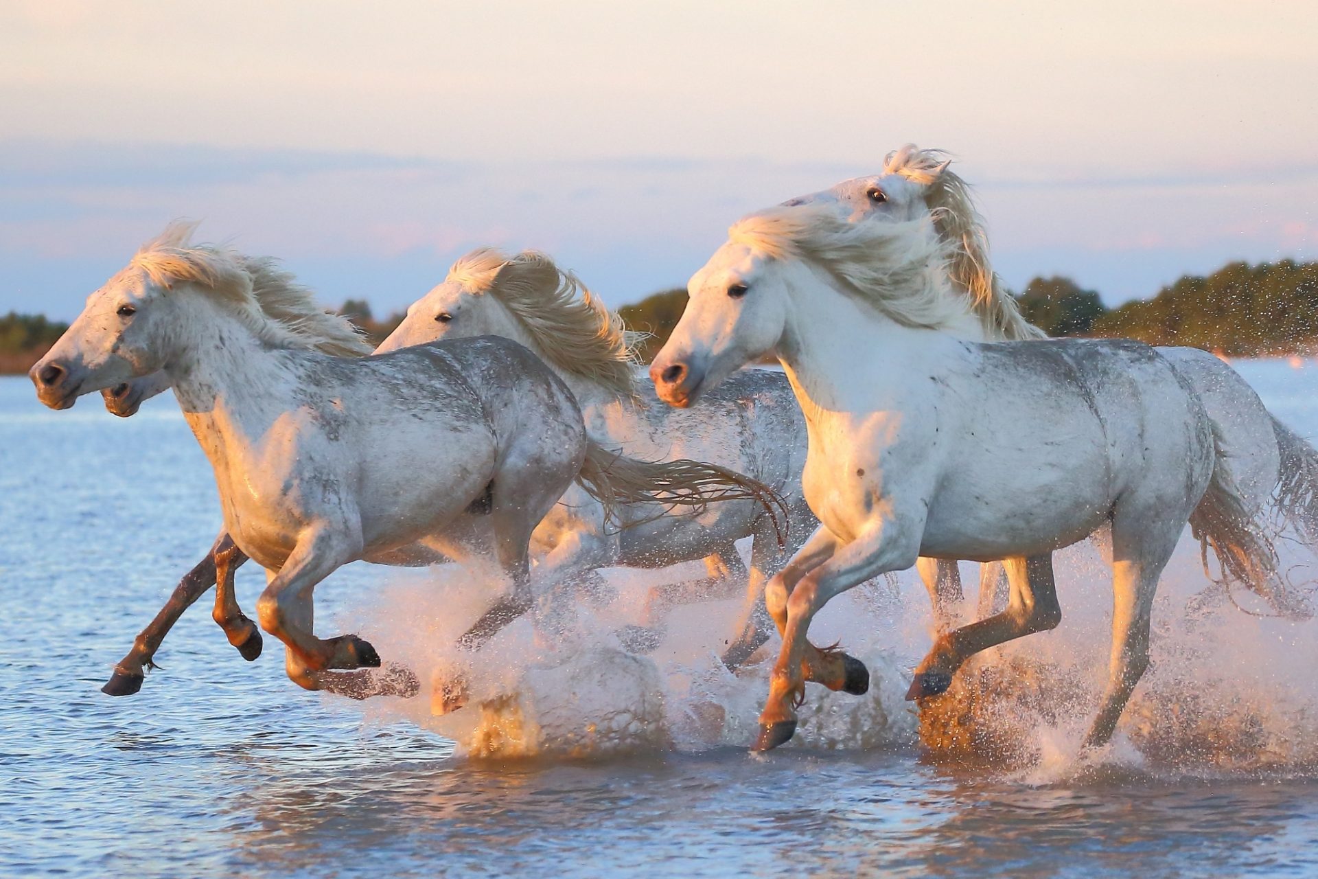 Horse & Sea.